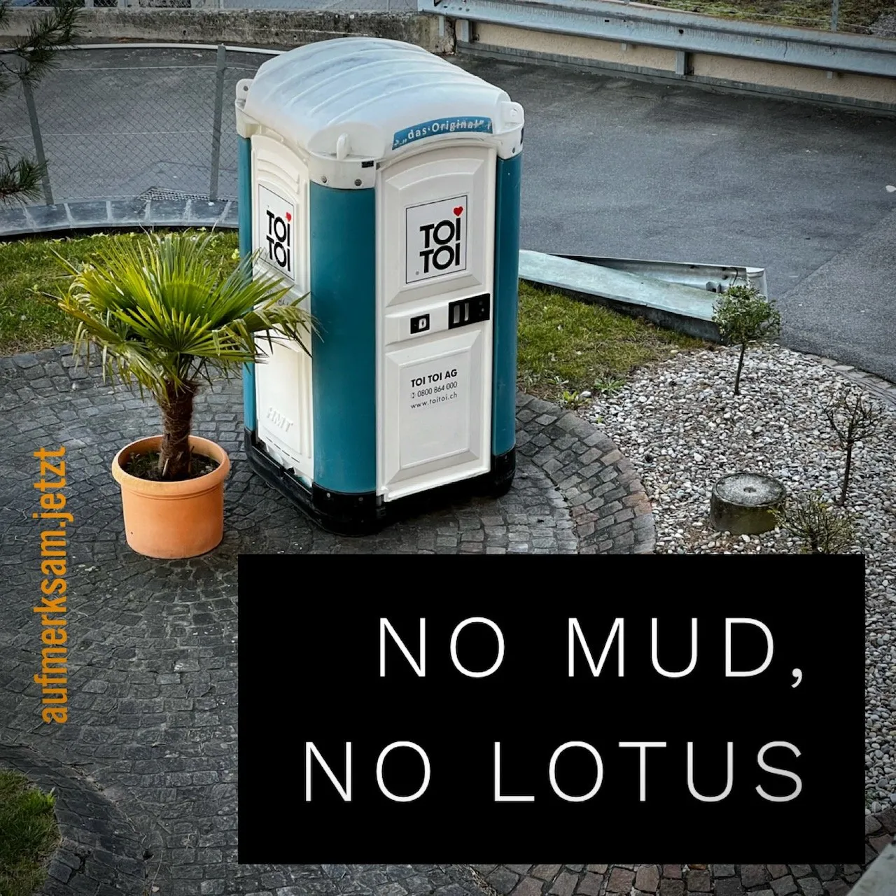 Lotusblüte über schlammigem Wasser